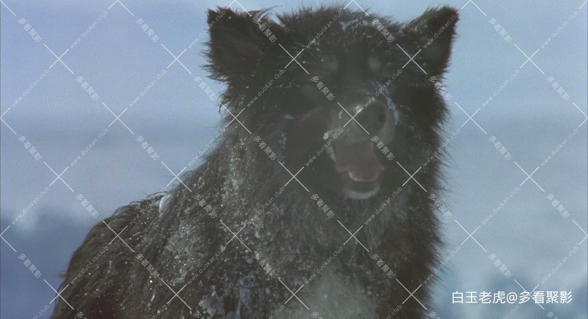 Antarctica.1983.BluRay.1080p.x265-MiniHD.mkv_20250927_083245.856.jpg