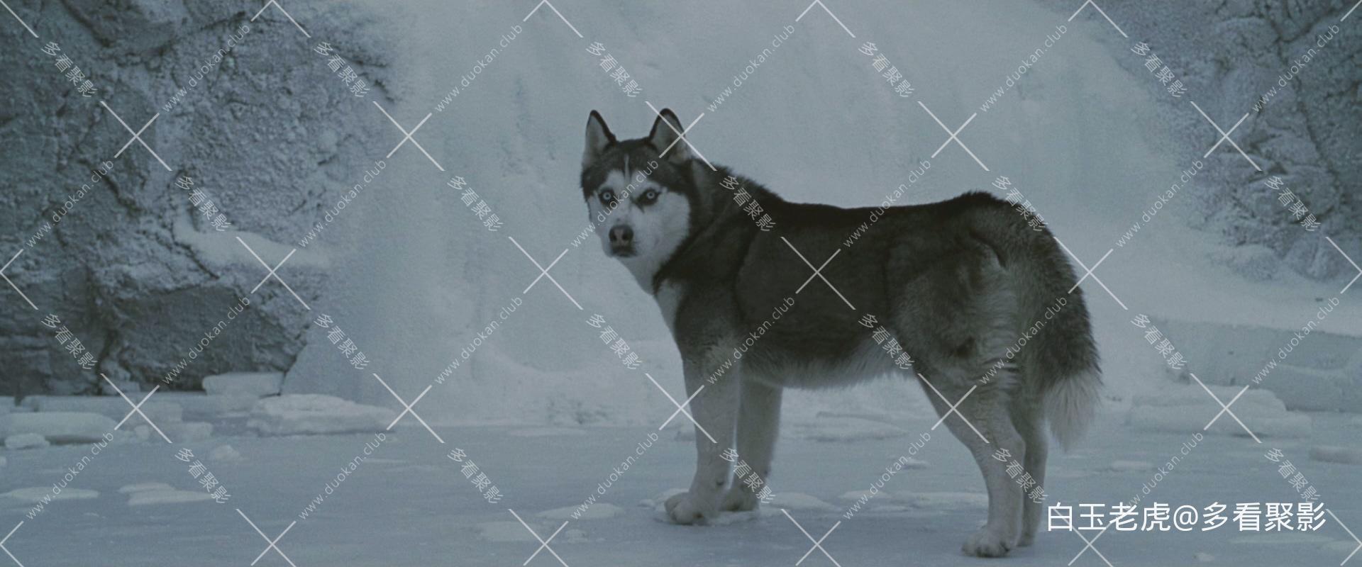 Eight.Below.2006.BluRay.1080p.2Audio.DTS-HD.MA5.1.x265.10bit-ALT.mkv_20250927_11.jpg
