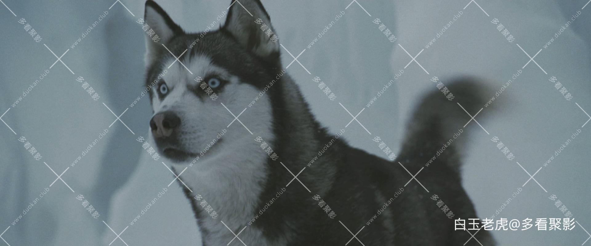 Eight.Below.2006.BluRay.1080p.2Audio.DTS-HD.MA5.1.x265.10bit-ALT.mkv_20250927_11.jpg