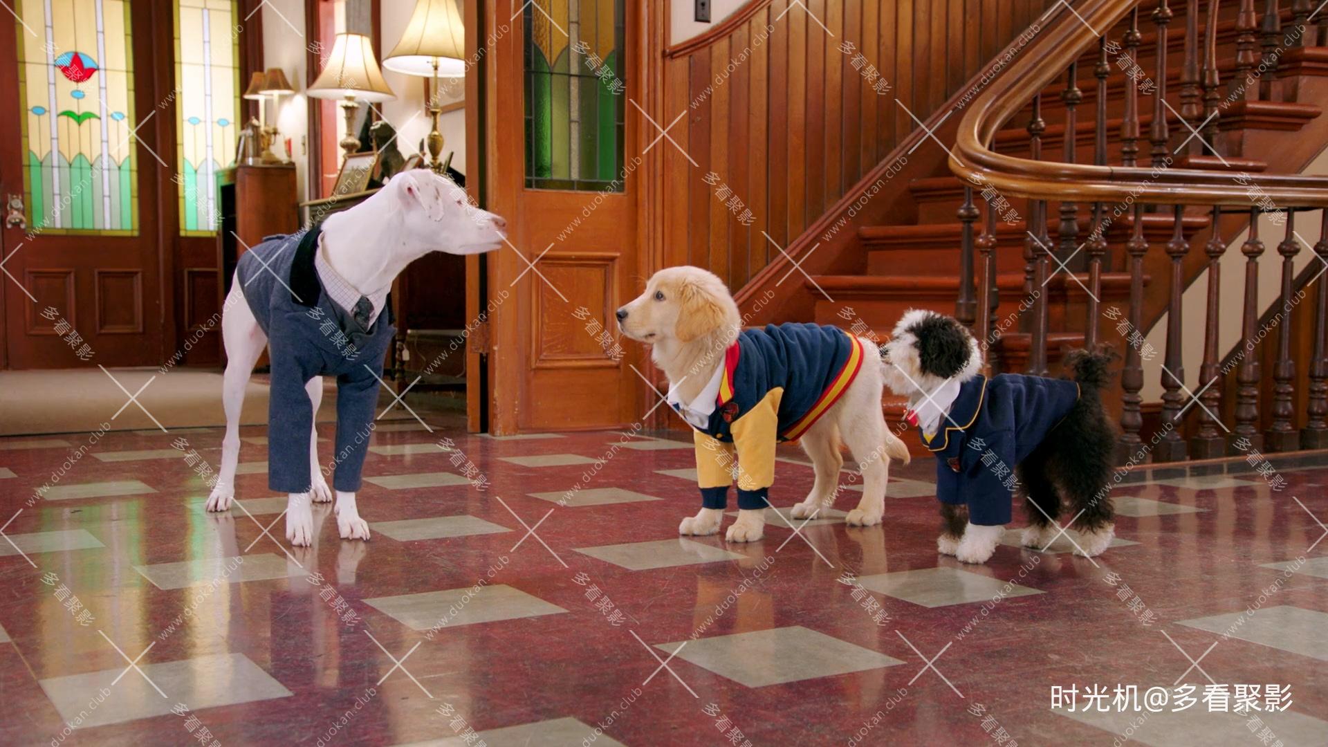 狗狗学院 [S02E02] - 斯帕克想回来.mkv_20251115_105921.661.jpg