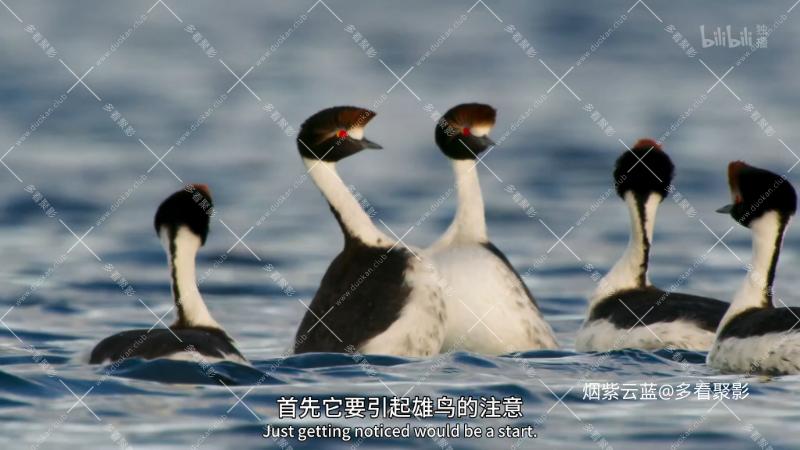 04 淡水情缘.mp4_115生活(曾用名“115网盘”)_数字生活平台_1766379012054.png