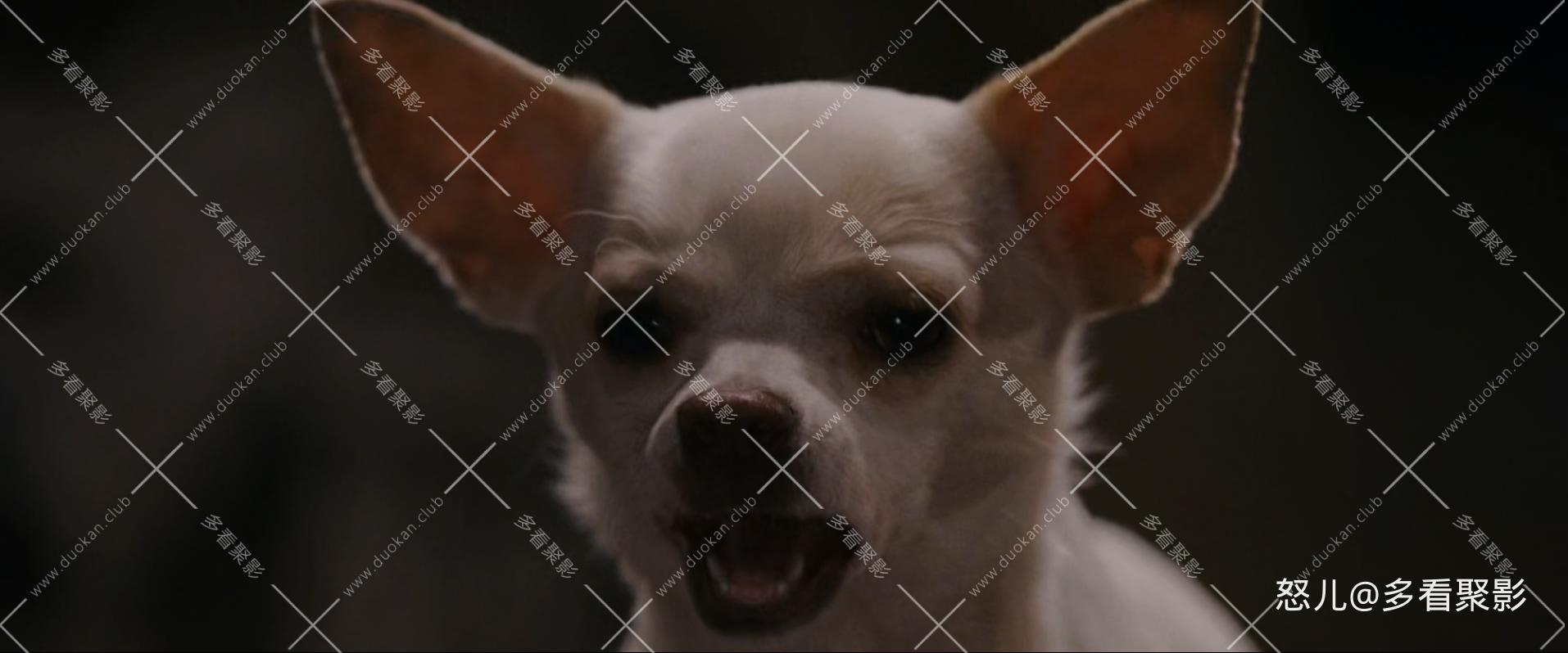 比佛利拜金狗1.Beverly.Hills.Chihuahua.2008.1080p.BluRay.x265.2audio-RARBG.mkv_20.jpg