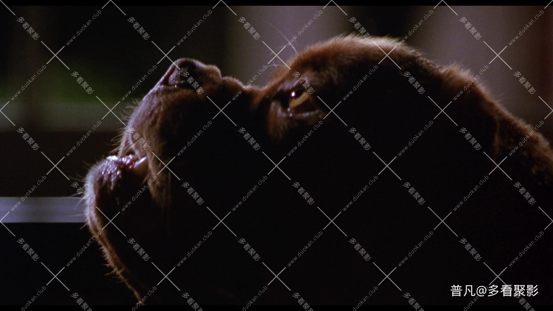 福星与福将.Turner And Hooch 1989.Audio.CN.mkv_20260419_223406.640.jpg