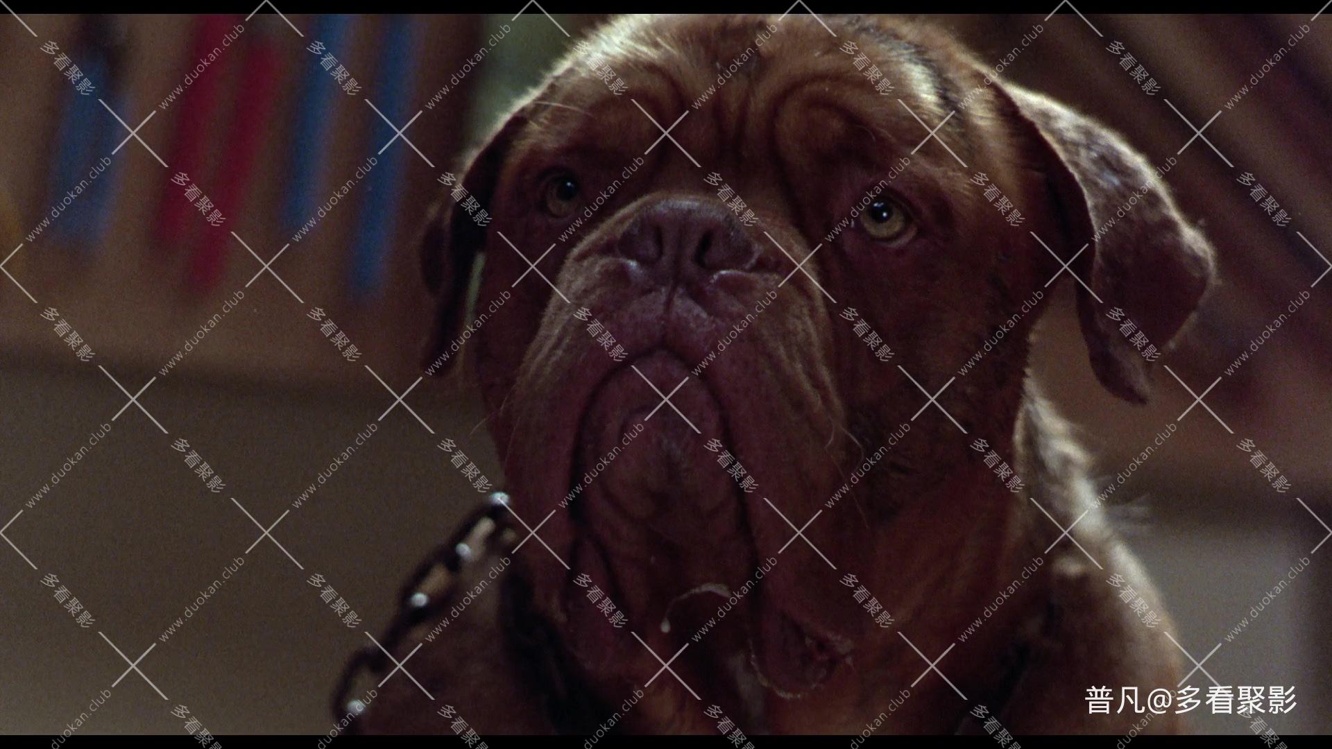 福星与福将.Turner And Hooch 1989.Audio.CN.mkv_20260419_223408.546.jpg
