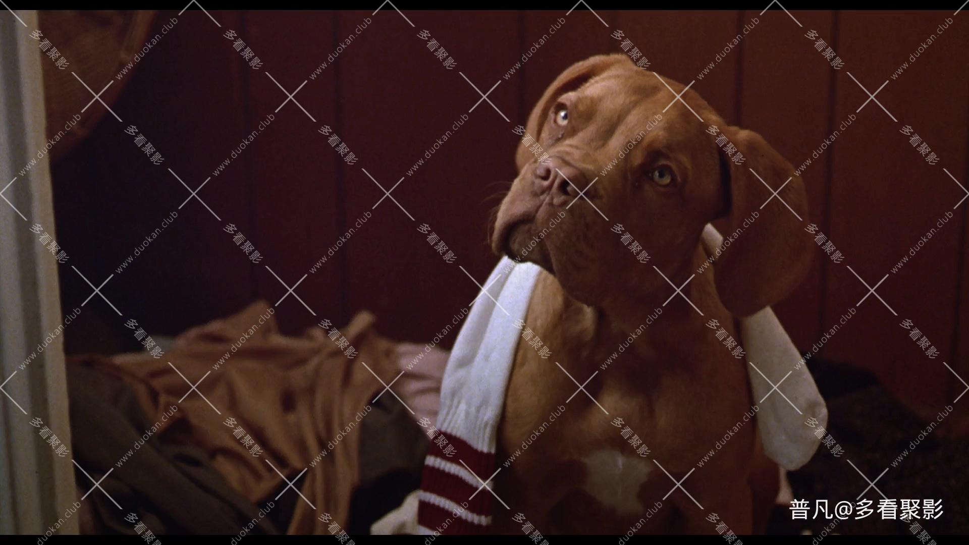 福星与福将.Turner And Hooch 1989.Audio.CN.mkv_20260419_223431.484.jpg