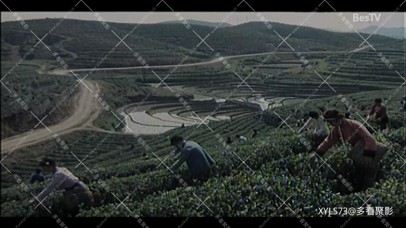 喜鹊岭茶歌  BesTV.ts_20260424_181336.781.jpg