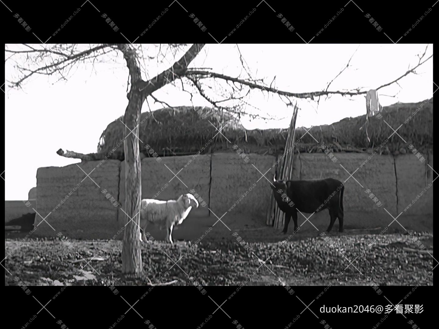 真实电影节——雪落伊犁高清版.mp4_20260819_151631.060.jpg